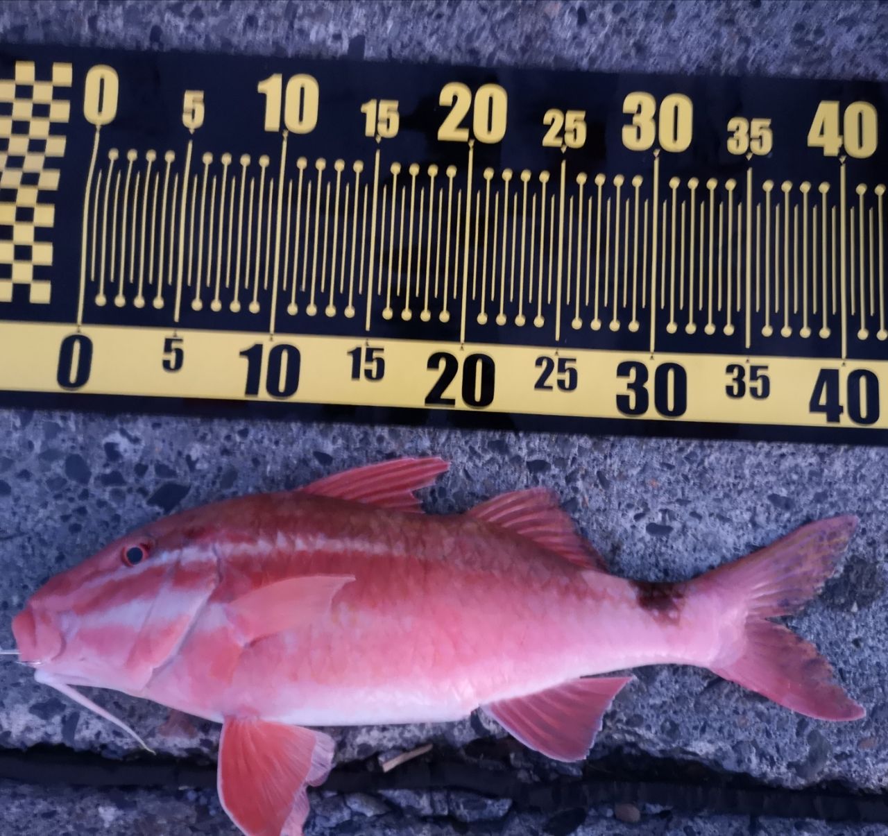 ホウライヒメジ