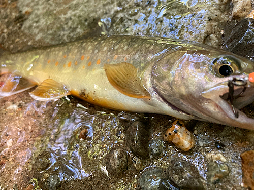 イワナの釣果