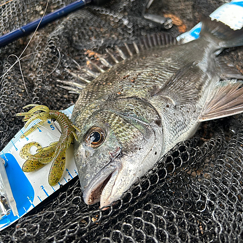 クロダイの釣果