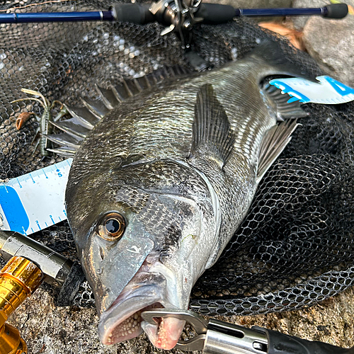 クロダイの釣果