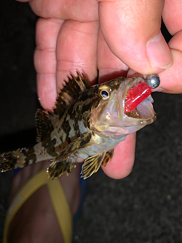 タケノコメバルの釣果