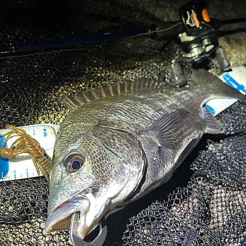 クロダイの釣果