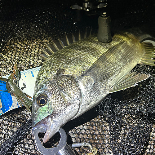 クロダイの釣果