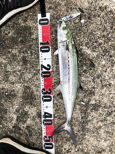 サゴシの釣果