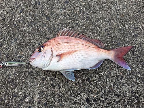 マダイの釣果