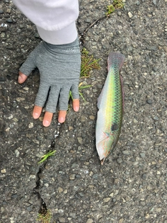 キュウセンの釣果