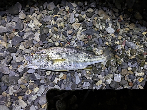 イシモチの釣果