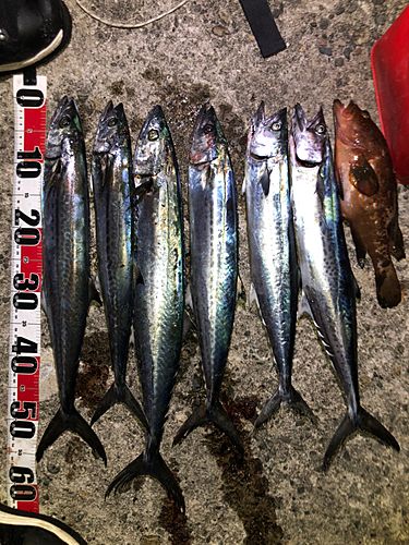 サゴシの釣果