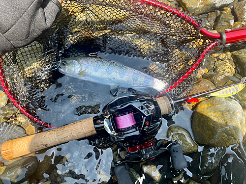 アマゴの釣果