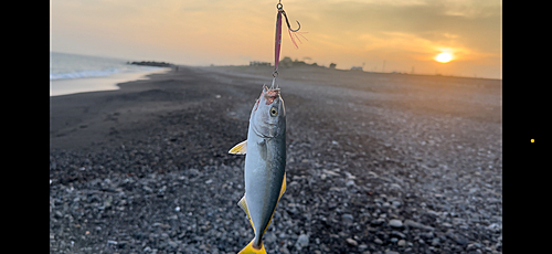 ワカナゴの釣果