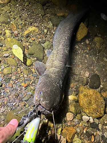 ナマズの釣果