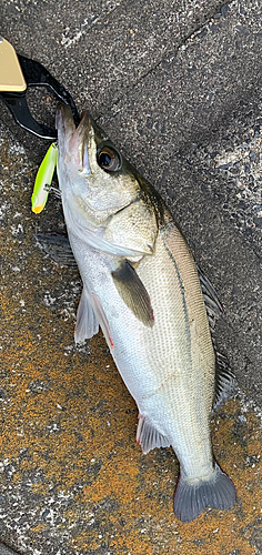 スズキの釣果