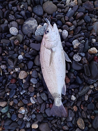 ニベの釣果