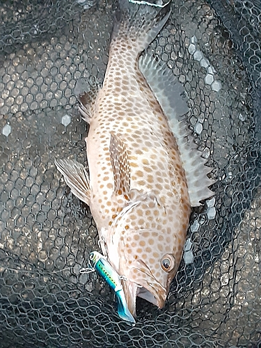 オオモンハタの釣果