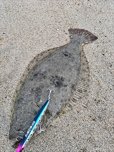 ヒラメの釣果