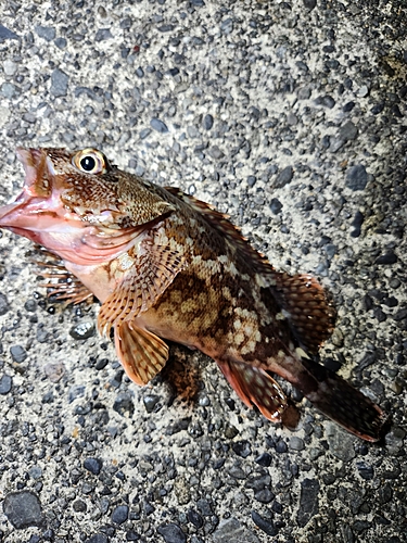 カサゴの釣果