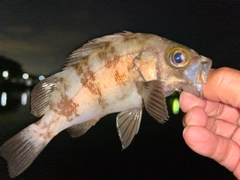 メバルの釣果