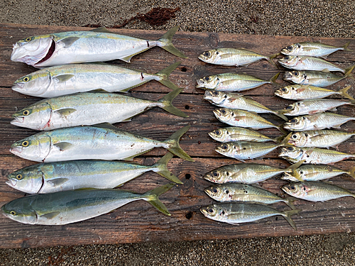 イナダの釣果