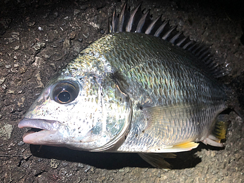 キビレの釣果