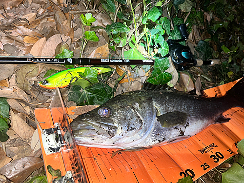 シーバスの釣果