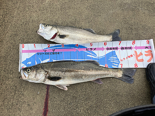 シーバスの釣果