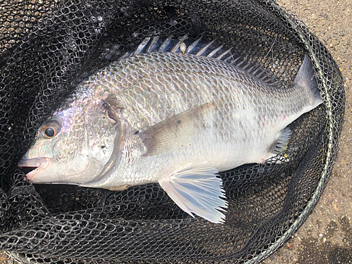 キビレの釣果