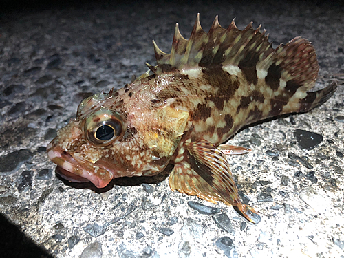 カサゴの釣果