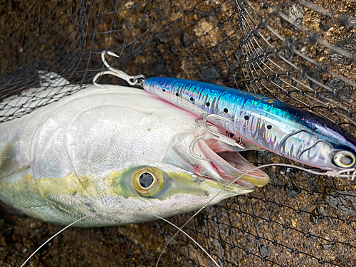 ハマチの釣果