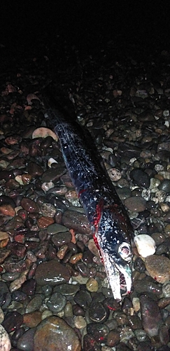 タチウオの釣果