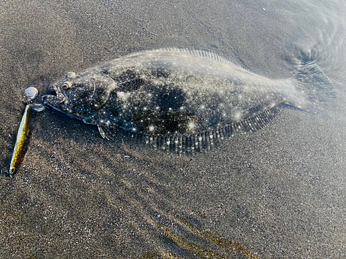 ソゲの釣果