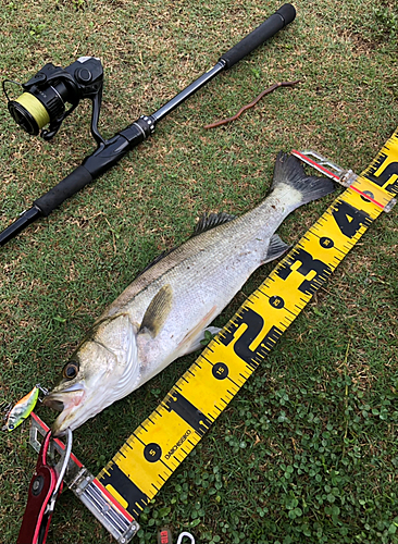 シーバスの釣果