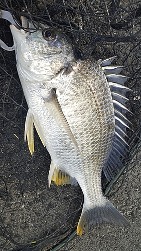 キビレの釣果