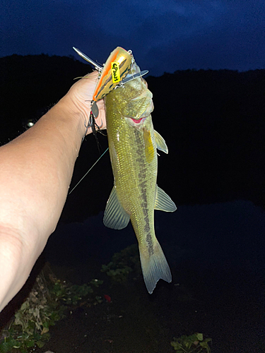 ラージマウスバスの釣果