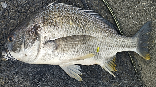 キビレの釣果