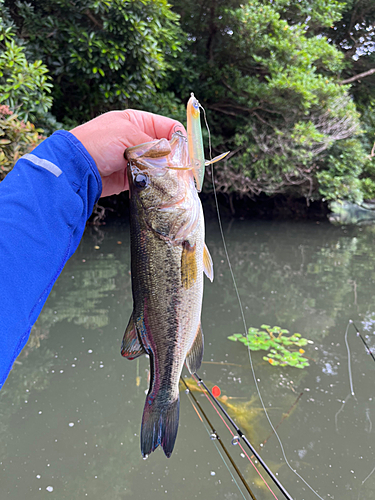 ラージマウスバスの釣果