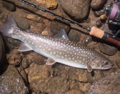 アメマスの釣果