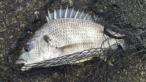 キビレの釣果