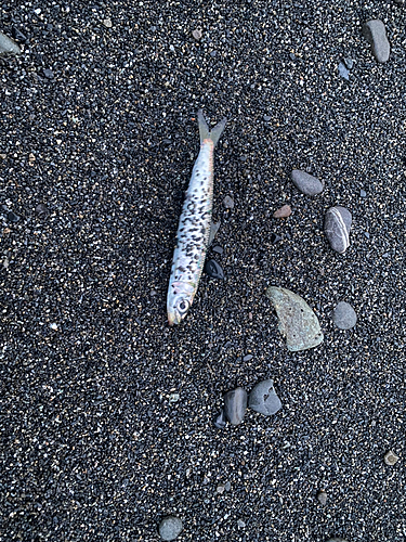 イワシの釣果