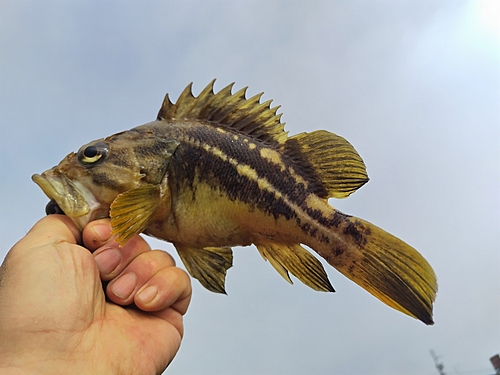 アイナメの釣果