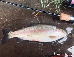 ニジマスの釣果