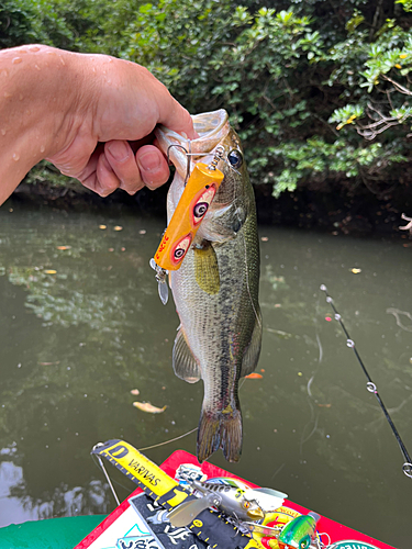 ラージマウスバスの釣果