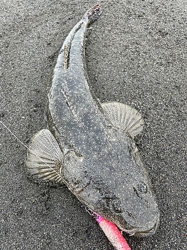 マゴチの釣果