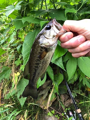 ブラックバスの釣果