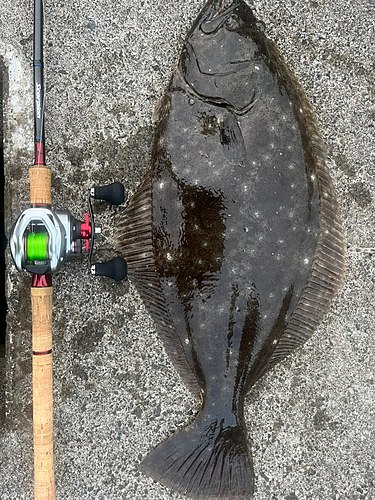 ヒラメの釣果