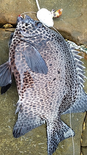 イシガキダイの釣果