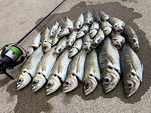 アジの釣果