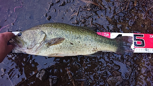 ラージマウスバスの釣果