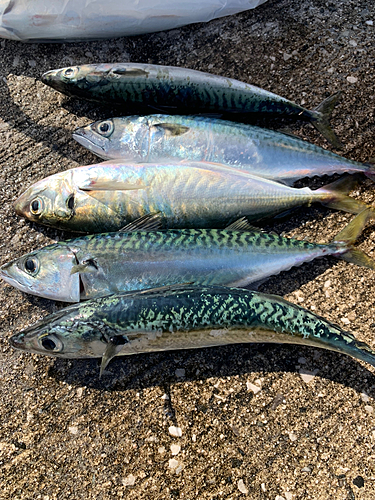 サバの釣果