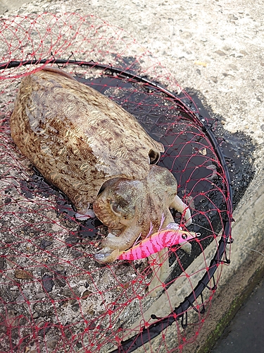 コウイカの釣果