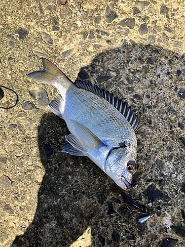 ミナミクロダイの釣果